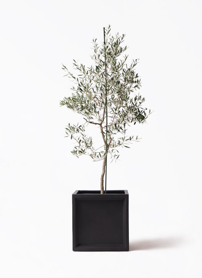 小倉園のオリーブ バルネア | 観葉植物ならHitoHana（ひとはな）