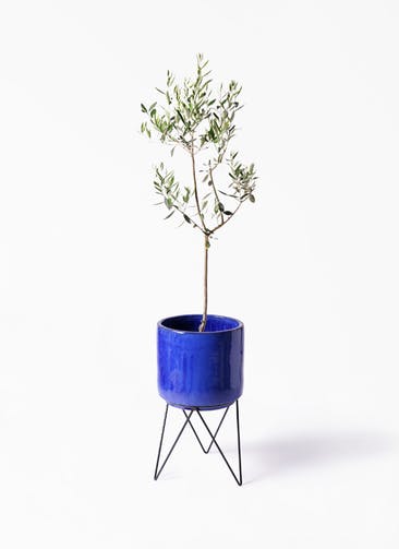 観葉植物 オリーブの木 8号 カラマタ ビトロ エンデカ ブルー アイアンポットスタンド ブラック 付き