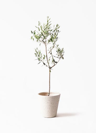 オリーブの木 カラマタ 観葉植物通販hitohana ひとはな オリーブの木 カラマタ 観葉植物通販hitohana ひとはな