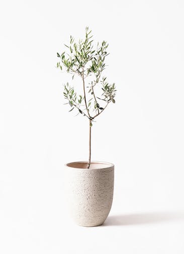 オリーブの木 カラマタ 観葉植物通販hitohana ひとはな オリーブの木 カラマタ 観葉植物通販hitohana ひとはな