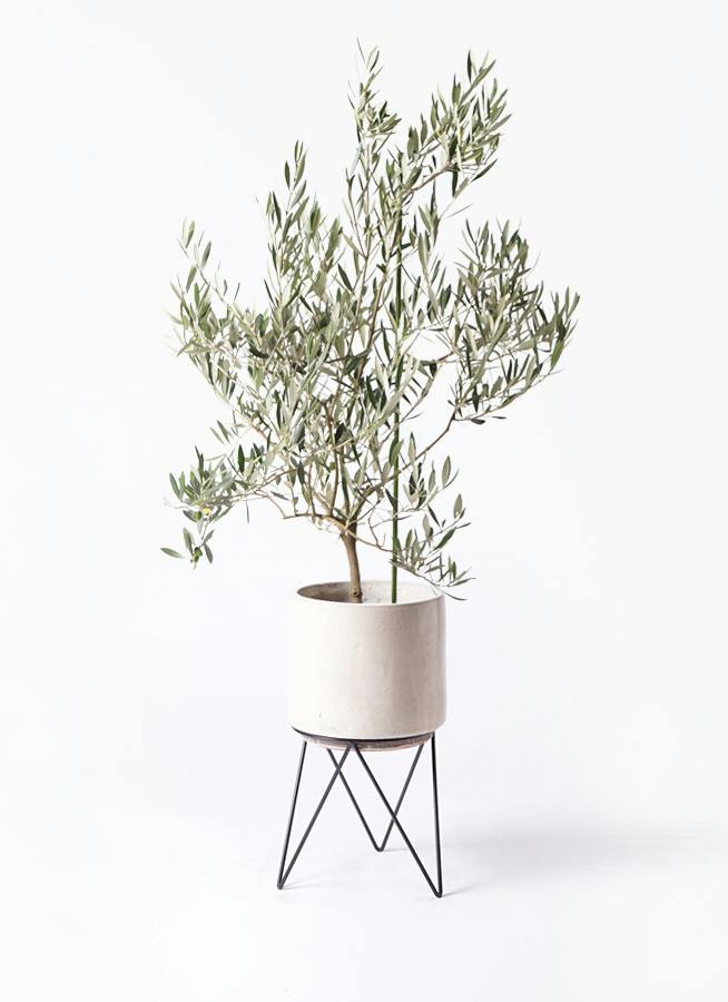 オリーブの木 8号 | 観葉植物 | 送料無料でお届け - Hitohana（ひとはな）