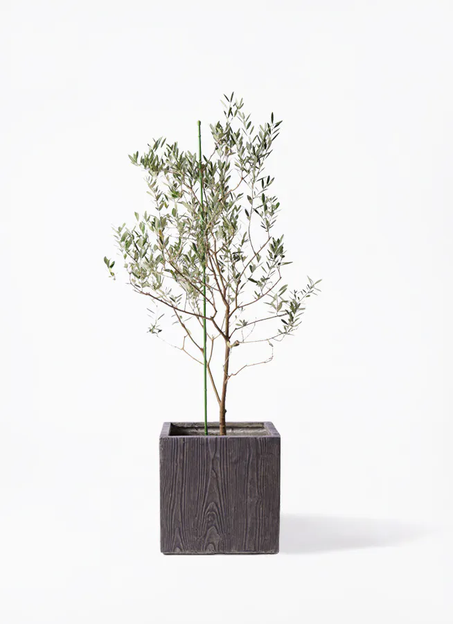 観葉植物 オリーブ 8号 カリフォルニアクイーン ベータ キューブプランター ウッド 茶 付き 観葉植物ならhitohana ひとはな