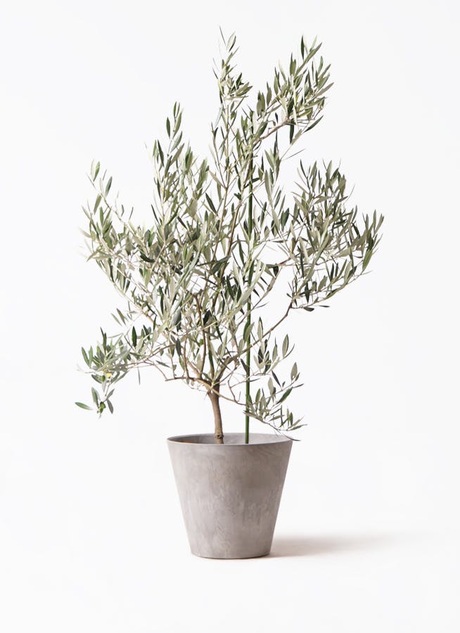 観葉植物 オリーブの木 8号 オヒブランカ アートストーン ラウンド