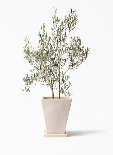 観葉植物 オリーブの木 8号 オヒブランカ スクエアハット 白 付き