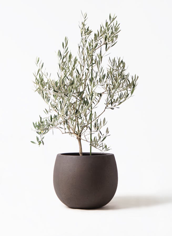 観葉植物 オリーブの木 8号 オヒブランカ テラニアス ローバルーン
