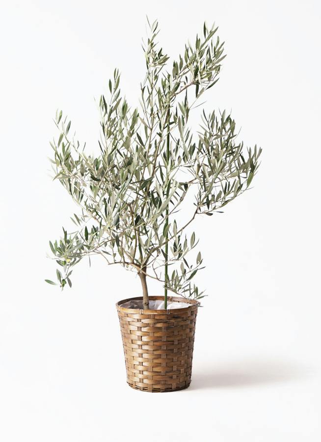オリーブの木 オヒブランカ | 観葉植物 | 送料無料でお届け - Hitohana