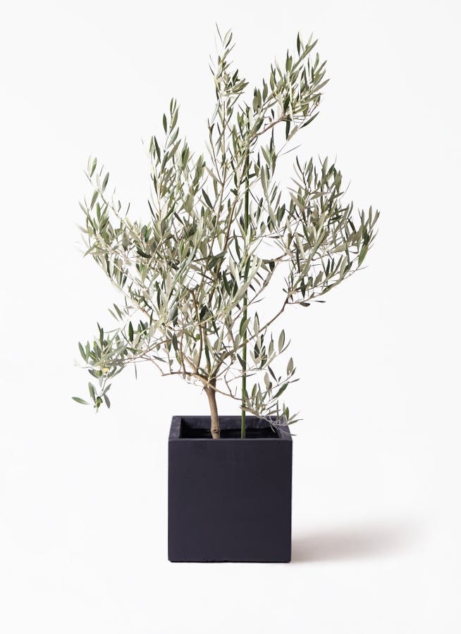 観葉植物 オリーブの木 8号 オヒブランカ ベータ キューブプランター 黒 付き