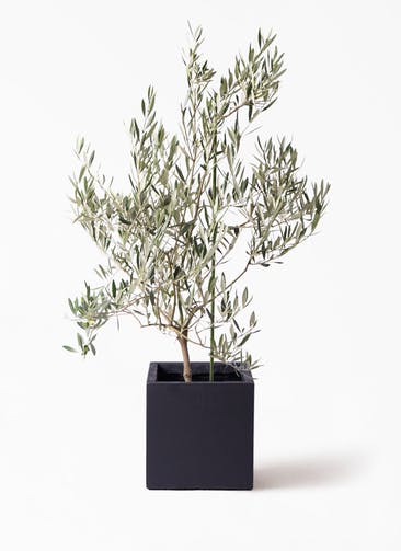 観葉植物 オリーブの木 8号 オヒブランカ ベータ キューブプランター 黒 付き
