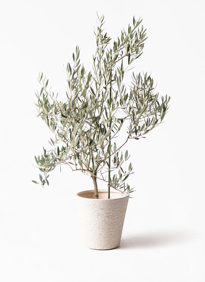 観葉植物 オリーブの木 8号 オヒブランカ ビアスソリッド 白 付き