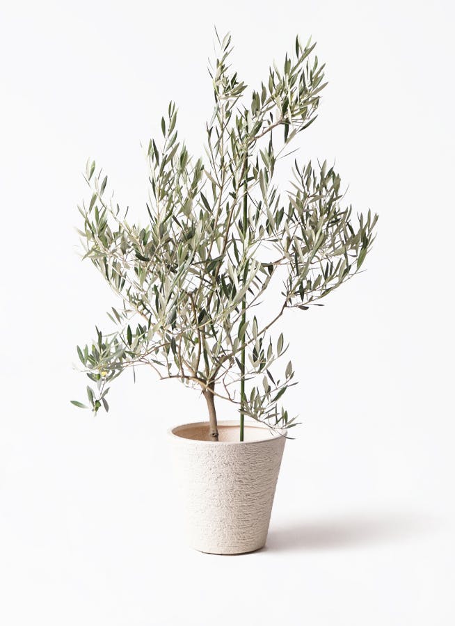 オリーブの木 8号 | 観葉植物 | 送料無料でお届け - Hitohana（ひとはな）
