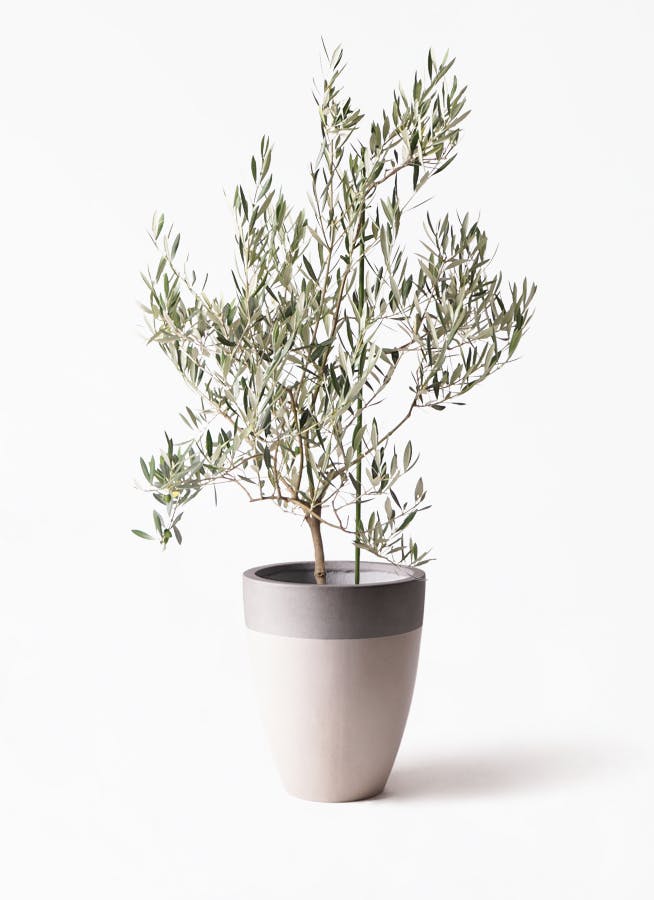 観葉植物 オリーブの木 8号 オヒブランカ ファイバーストーンカプリ サンディホワイト 付き