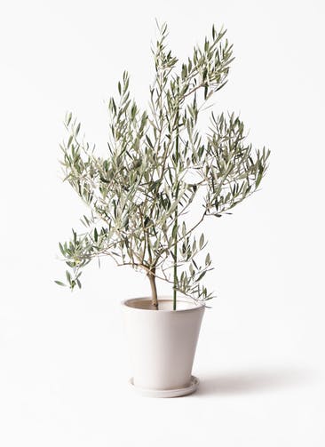 観葉植物 オリーブの木 8号 オヒブランカ サブリナ 白 付き