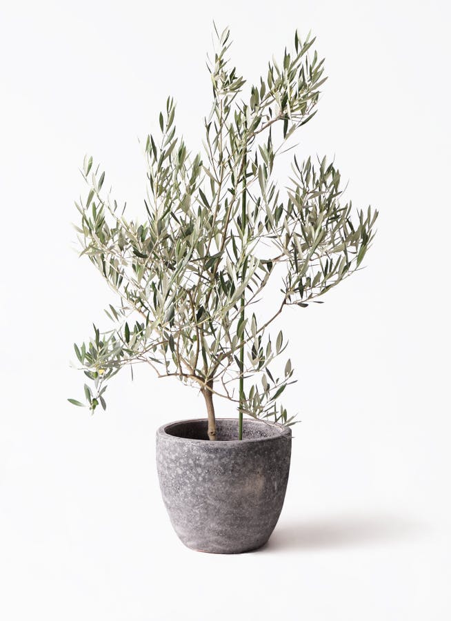 オリーブの木 オヒブランカ | 観葉植物 | 送料無料でお届け - Hitohana