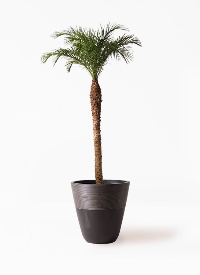 フェニックスロベレニー 10号 | 観葉植物 | インテリアやギフトに