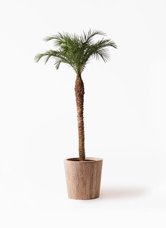 た*ん様 フェニックス・ロベレニー 【3本立 】鉢植え 南国リゾート風 観葉植物 観葉植物 フェニックスロベレニー 8号 ベータ キューブ