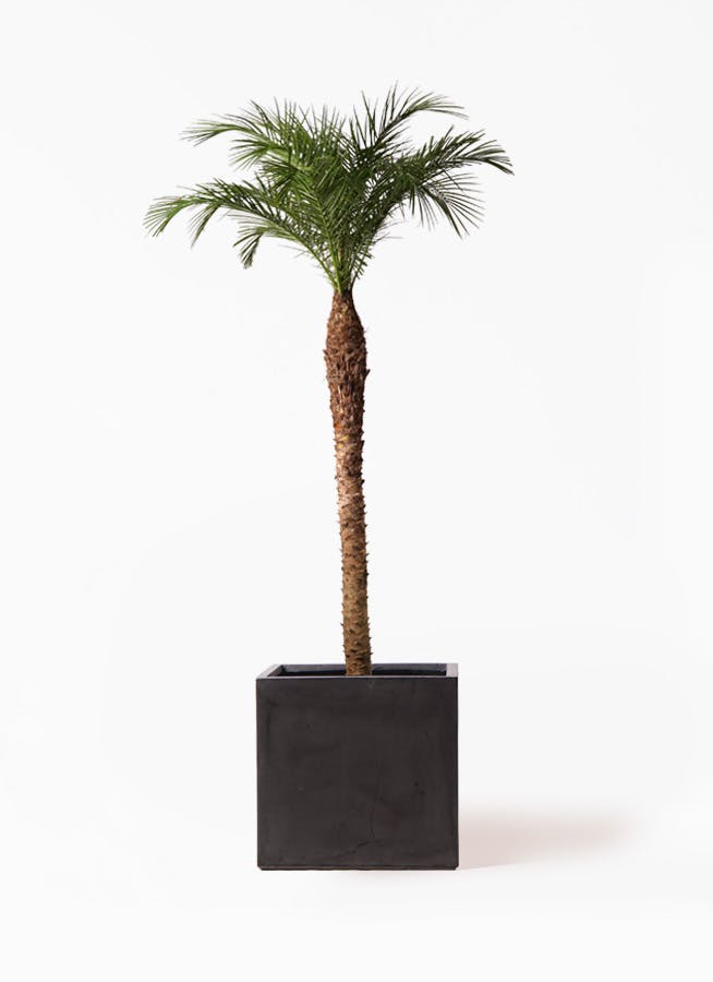 フェニックス・ロベレニー/サイズ約180/1本限定 フェニックスロベレニー | 観葉植物の通販ならHitoHana（ひとはな）