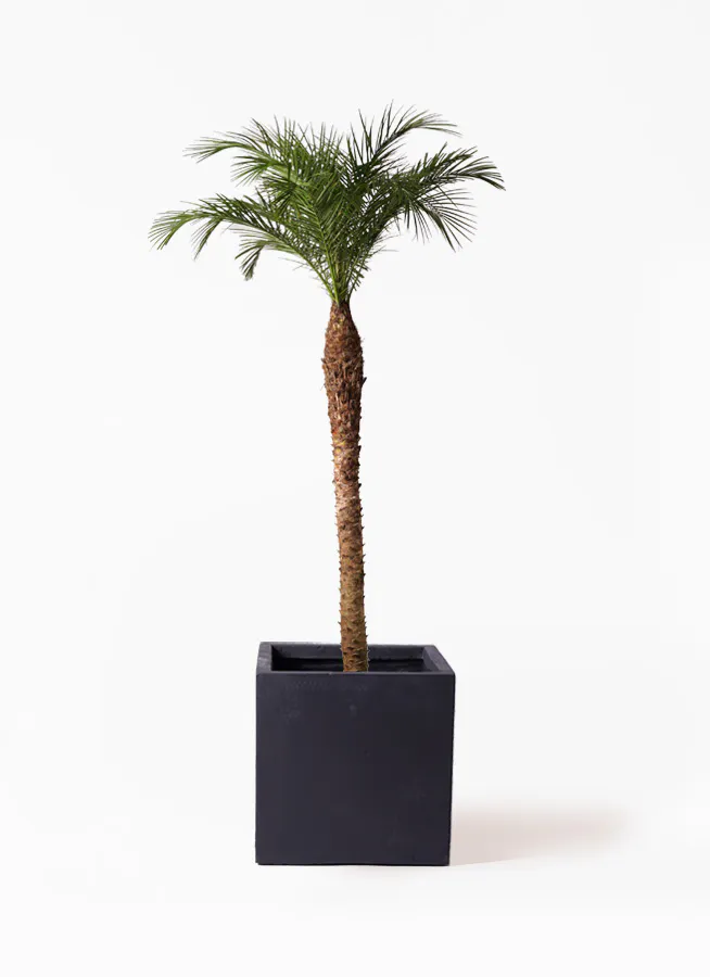 フェニックスロベレニー 10号 | 観葉植物 | インテリアやギフトに 