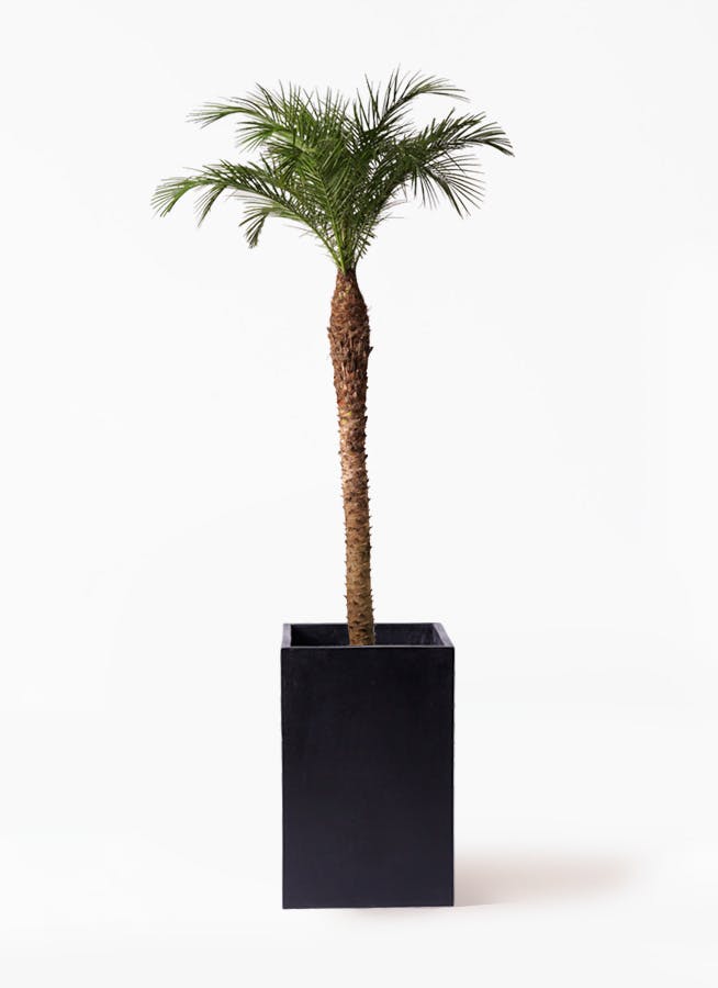 フェニックスロベレニー
葉が長くてカッコいい フェニックスロベレニー | 観葉植物の通販ならHitoHana（ひとはな）
