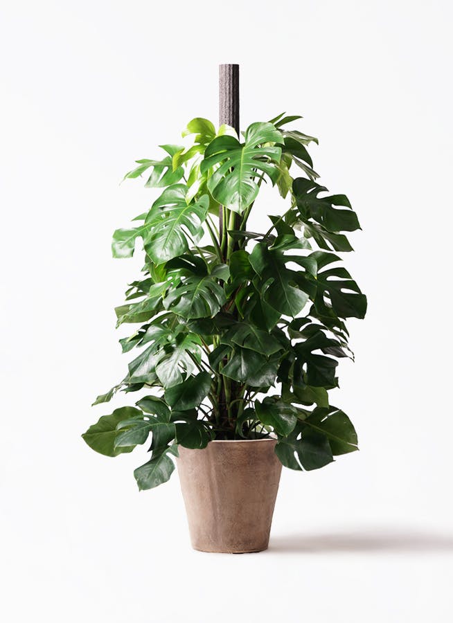 モンステラ 大型 | 観葉植物通販HitoHana(ひとはな)