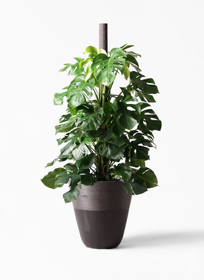 観葉植物 モンステラ 10号 ヘゴ柱 ジュピター 黒 付き 観葉植物ならhitohana ひとはな 観葉植物 モンステラ 10号 ヘゴ柱 ジュピター 黒 付き 観葉植物ならhitohana ひとはな