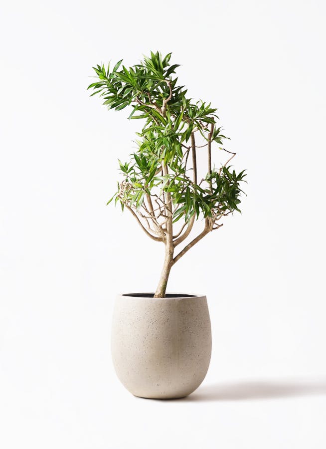 ドラセナ ソング オブ ジャマイカ | 観葉植物 | インテリアやギフトに