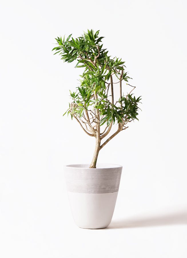 ソングオブジャマイカ　幹極太　陶器鉢付き ドラセナ ソング オブ ジャマイカ 8号 | 観葉植物 | インテリアや