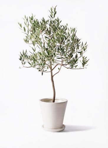 観葉植物 オリーブの木 8号 ハーディーズマンモス サブリナ 白 付き