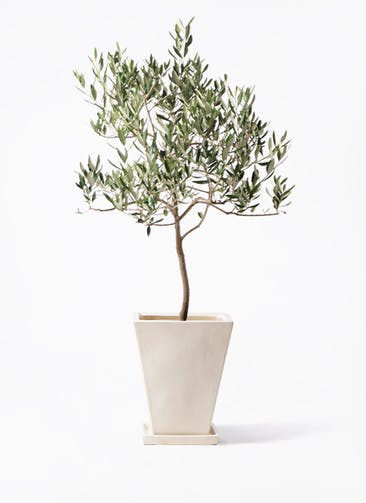 観葉植物 オリーブの木 8号 ハーディーズマンモス スクエアハット 白 付き