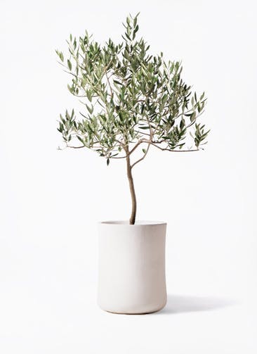 観葉植物 オリーブの木 8号 ハーディーズマンモス バスク ミドル ホワイト 付き