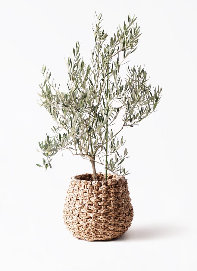 観葉植物 ユーカリ 8号 ポポラス（ポリアンセモス） ラッシュ