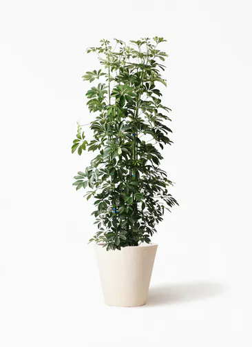 カポック シェフレラ 観葉植物通販hitohana ひとはな