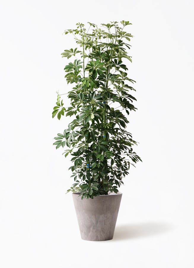 シェフレラ 大型 | 観葉植物通販HitoHana(ひとはな)