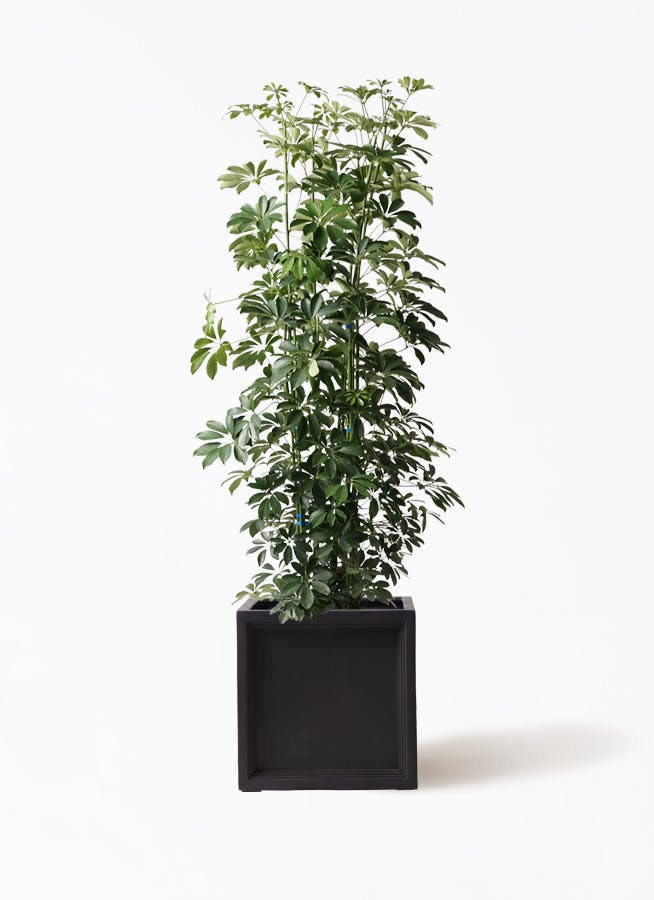 観葉植物 アマゾンオリーブ (ムラサキフトモモ) 10号 ブリティッシュキューブ 付き | 観葉植物ならHitoHana(ひとはな)