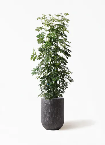 カポック シェフレラ 観葉植物通販hitohana ひとはな