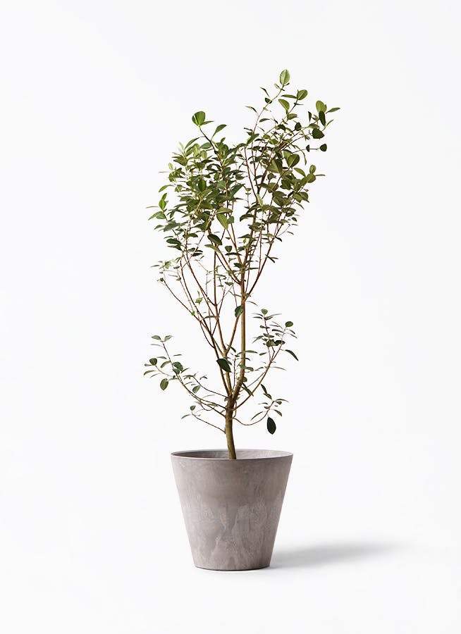 フランスゴムの木 | 観葉植物の通販ならHitoHana（ひとはな）