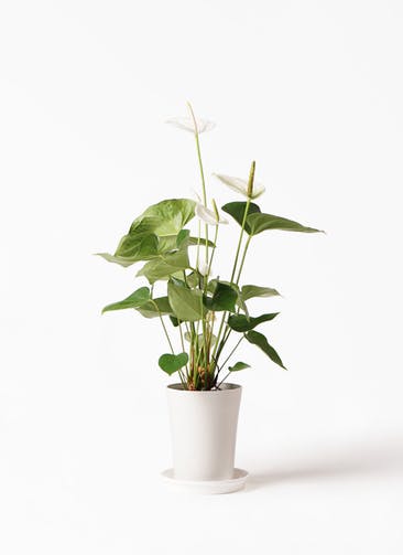 観葉植物 アンスリウム 6号 ホワイト プラスチック鉢