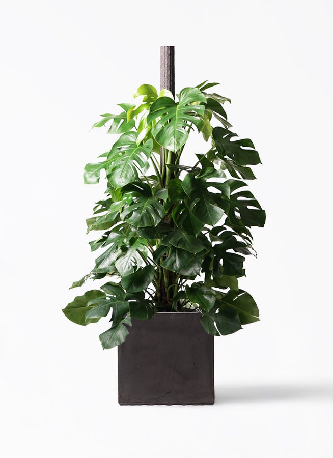 モンステラ 大型 | 観葉植物通販HitoHana(ひとはな)