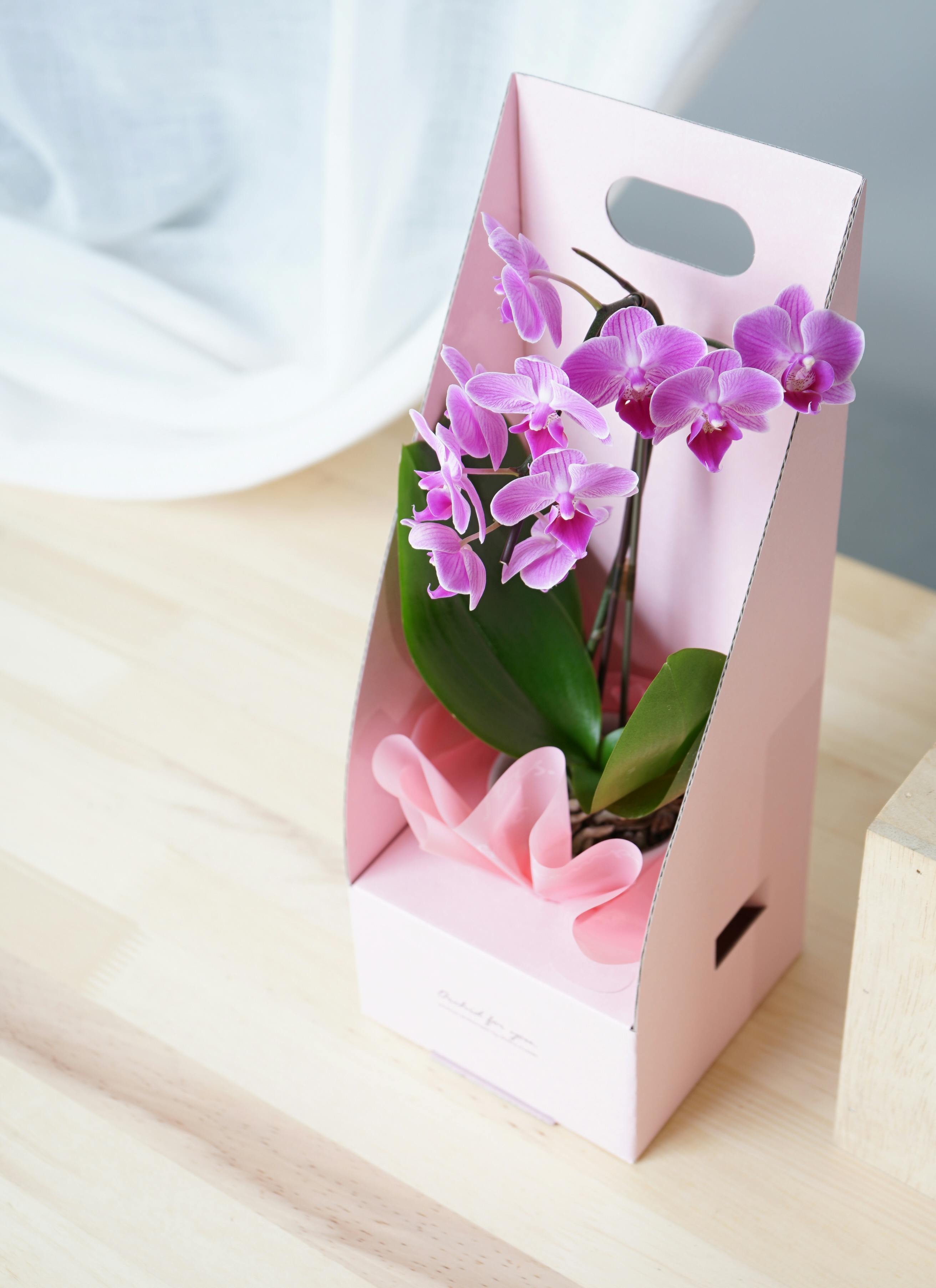 ピンクのアミグルミ 花付き 楽天市場】新品種カルミア ピンクチャーム 苗木 5号苗(g04