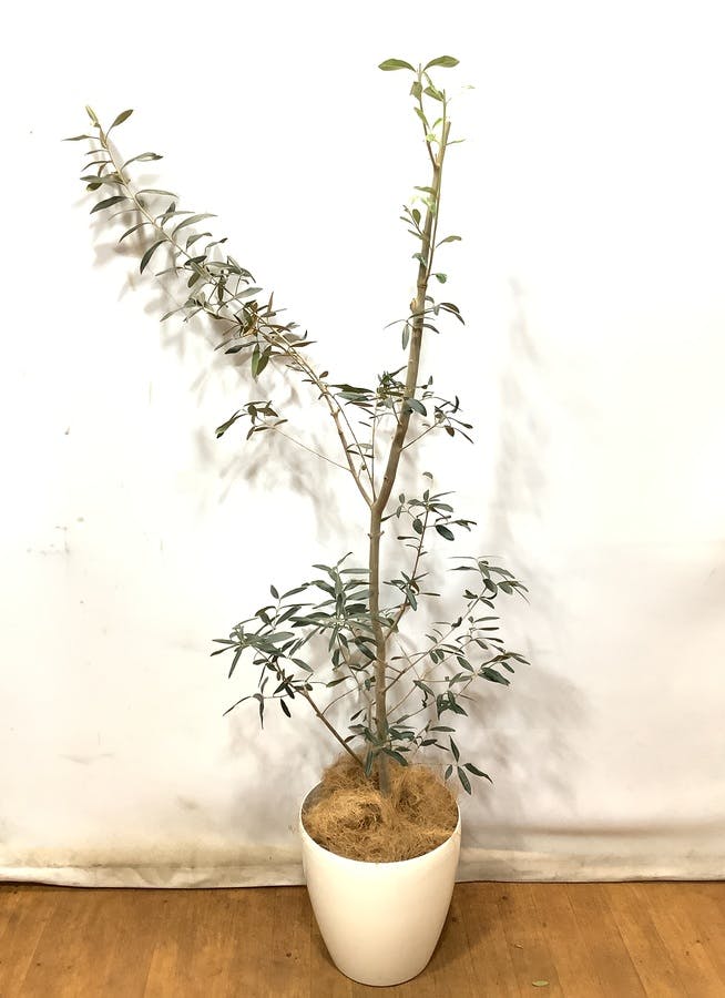 観葉植物 オリーブの木 【154cm】 オリーブの木  8号 ひなかぜ #49217 ラスターポット付き