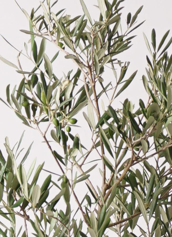 観葉植物 オリーブの木 8号 デルモロッコ ポリゴヘクサ 白 付き / 小倉