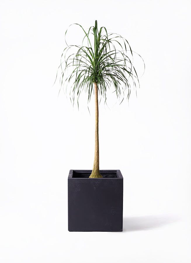 コア トックリラン50個おまとめ価格 コア トックリラン50個おまとめ価格 Yahoo!オークション