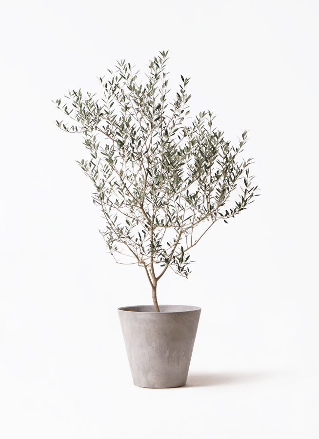 オリーブの木 カヨンヌ | 観葉植物通販HitoHana(ひとはな)