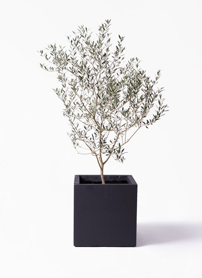 観葉植物 オリーブの木 8号 カヨンヌ ベータ キューブプランター 黒 付き