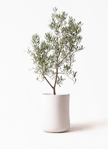 観葉植物 オリーブの木 8号 デルモロッコ バスク ミドル ホワイト 付き