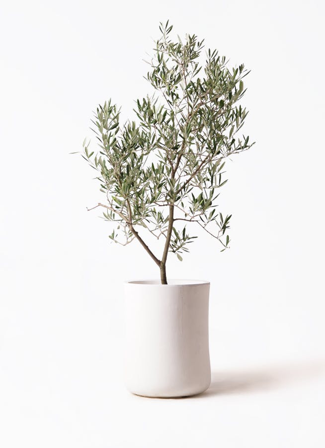 オリーブの木　デルモロッコ 観葉植物 オリーブの木 8号 デルモロッコ バスク ミドル ホワイト 付き