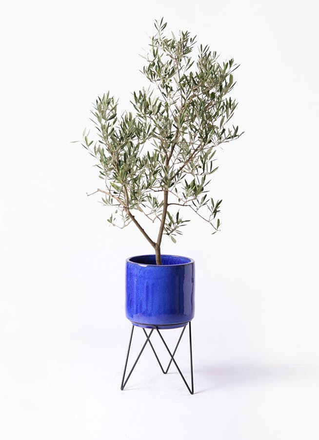 観葉植物 オリーブの木 8号 デルモロッコ ビトロ エンデカ ブルー アイアンポットスタンド ブラック 付き