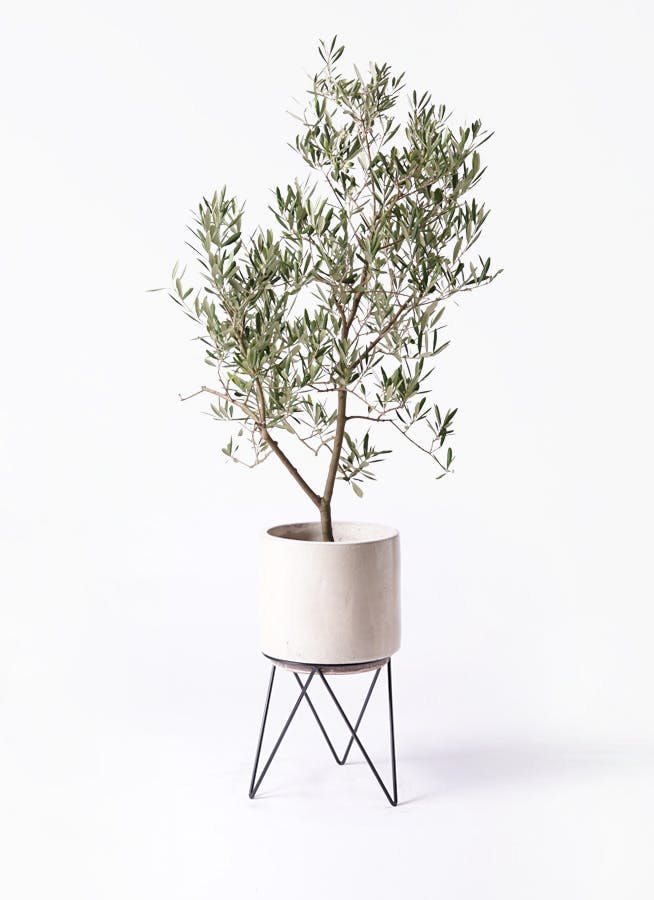 オリーブの木 デルモロッコ | 観葉植物通販HitoHana(ひとはな)