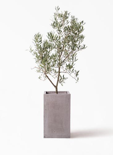 観葉植物 オリーブの木 8号 デルモロッコ セドナロング グレイ 付き