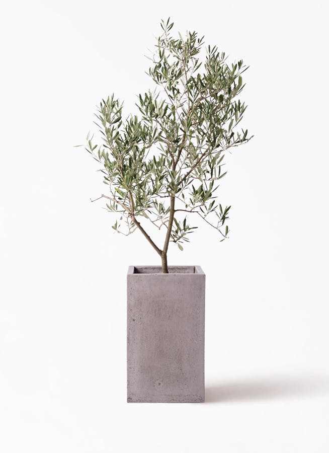 オリーブの木 デルモロッコ | 観葉植物通販HitoHana(ひとはな)