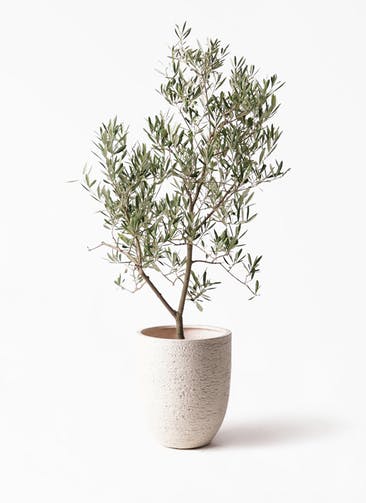観葉植物 オリーブの木 8号 デルモロッコ ビアスアルトエッグ 白 付き